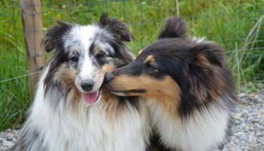 "Psie Walentynki w Krakowie"