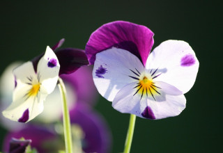 "Kwiaty za elektrograty Castorama"