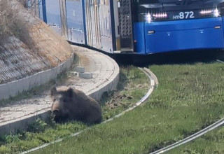 "Dzik zablokował ruch tramwajowy"