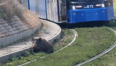 "Dzik zablokował ruch tramwajowy"