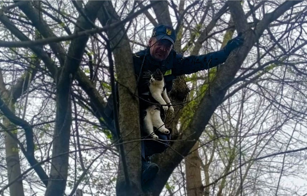 Miauczał godzinami na drzewie. Krakowska Straż Miejska ruszyła z pomocą