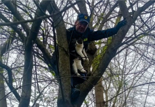 "Kot utknął na drzewie Kraków Straż Miejska"