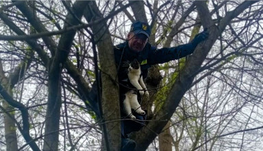 "Kot utknął na drzewie Kraków Straż Miejska"