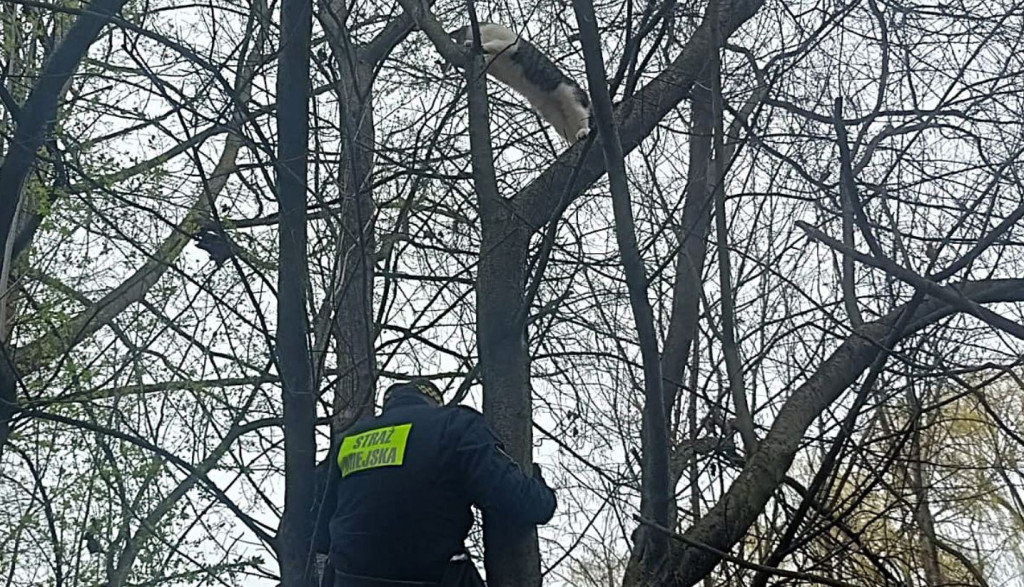 Miauczał godzinami na drzewie. krakowska Straż Miejska ruszyła z pomocą