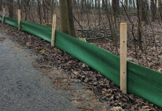 "Migracja żab w Krakowie"