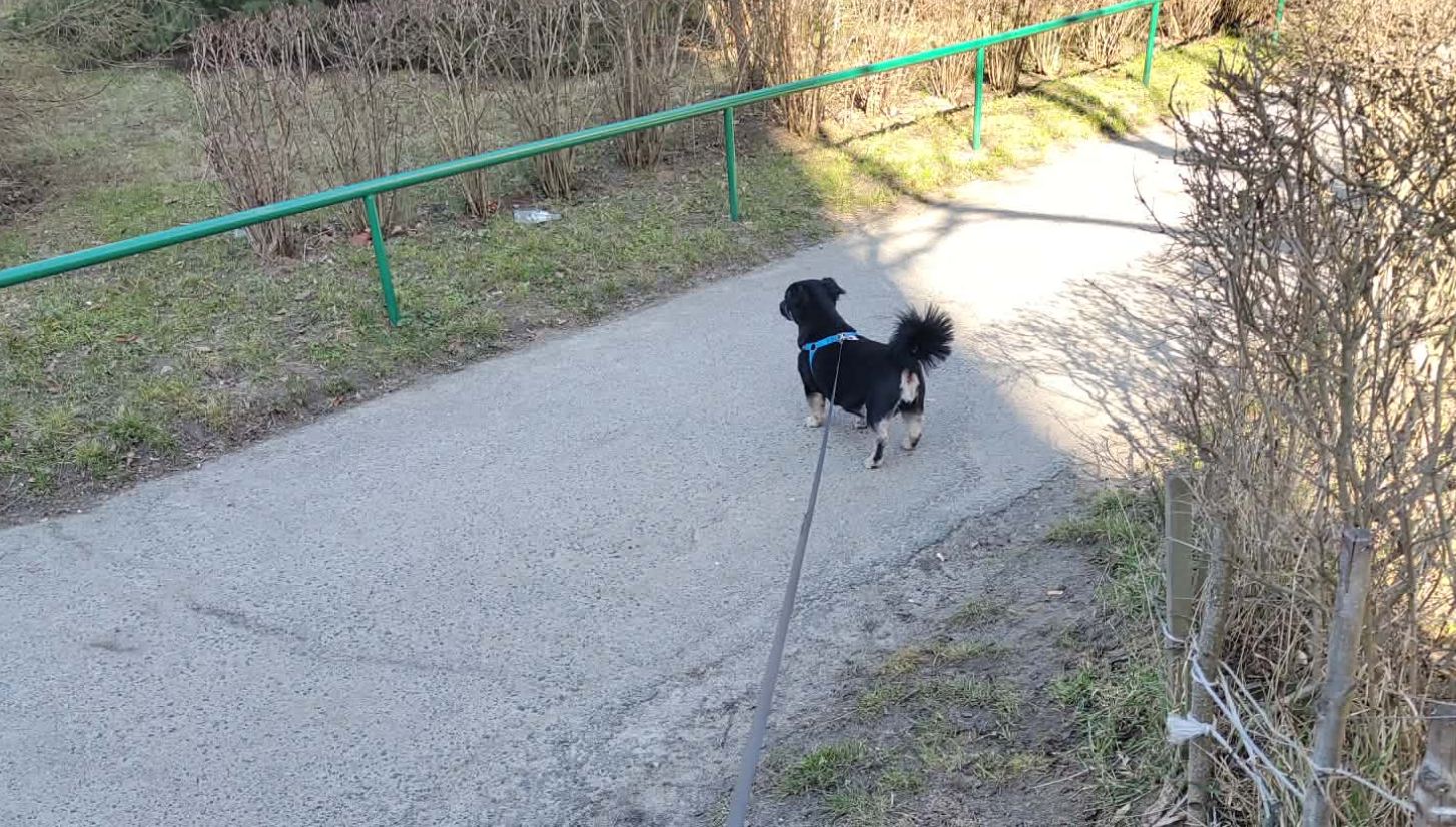 Mandat choćby 500 zł dla właścicieli psów. Kraków przypomina o obowiązku