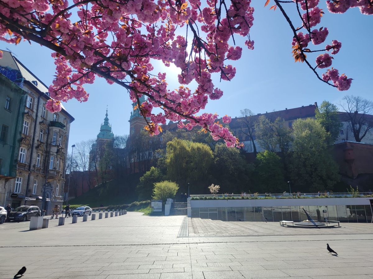 Kraków na chwilę w różu. Wiśnie pod Wawelem robią wrażenie