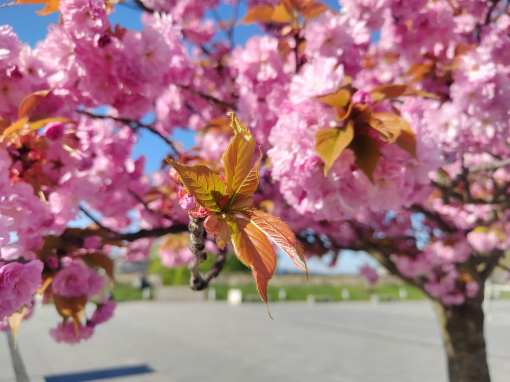 "Wiśnie pod Wawelem"