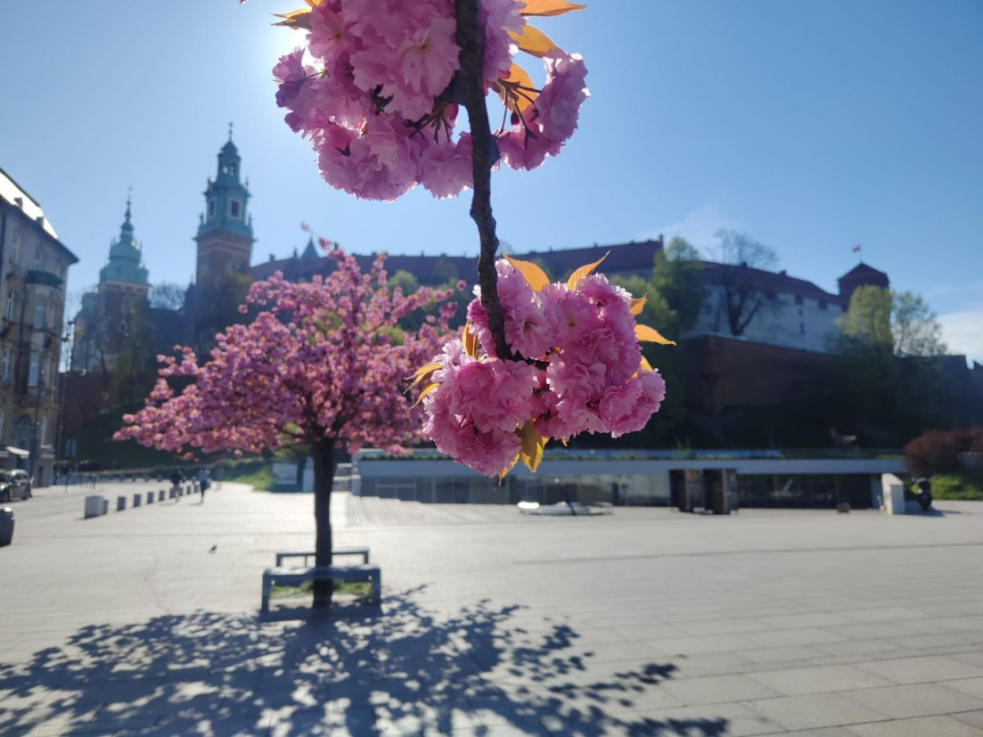 Kraków na chwilę w różu. Wiśnie pod Wawelem robią wrażenie