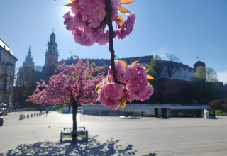 "Wiśnie pod Wawelem"