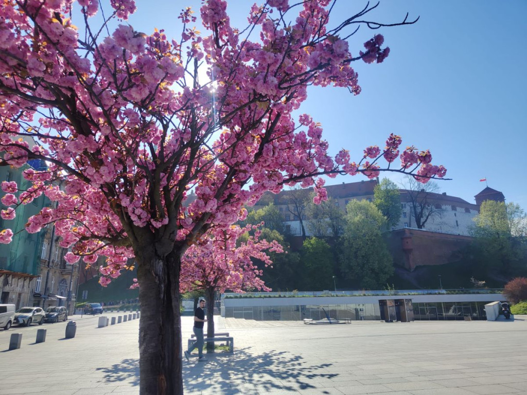 "Wiśnie pod Wawelem"