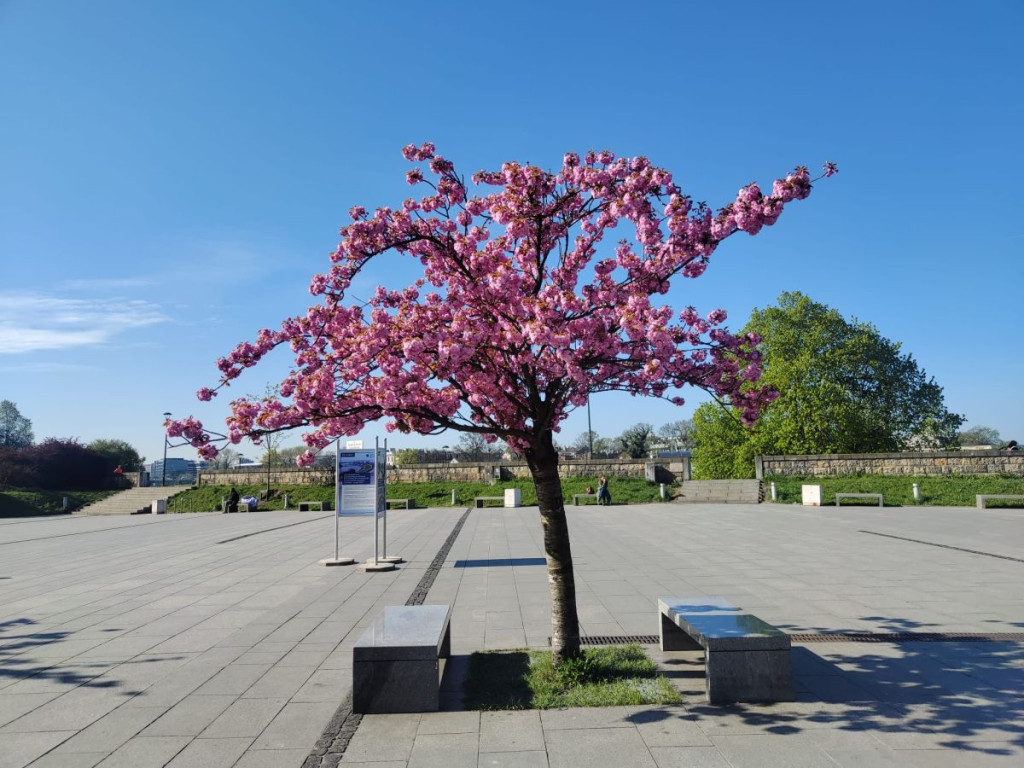 "Wiśnie pod Wawelem"