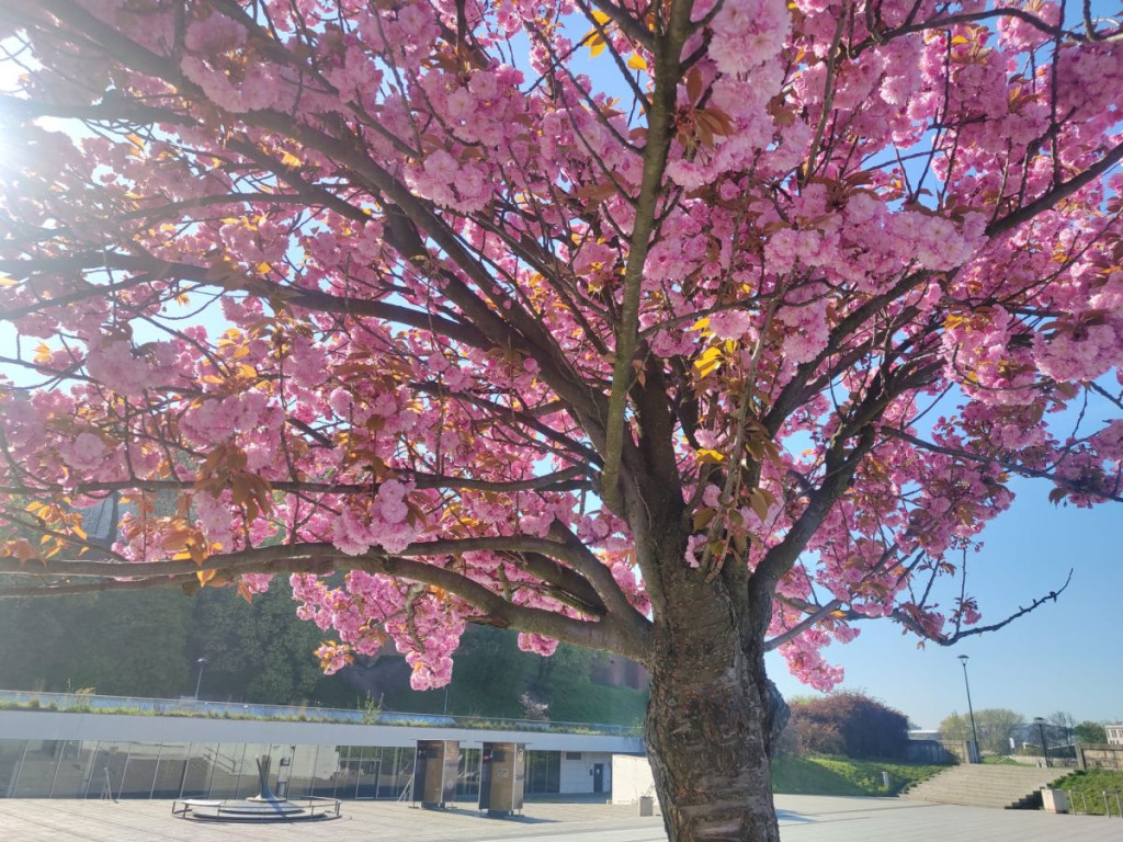 "Wiśnie pod Wawelem"