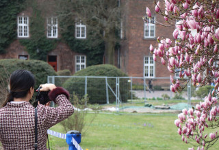 "Kwitnąca magnolia na Wawelu"
