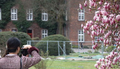 "Kwitnąca magnolia na Wawelu"