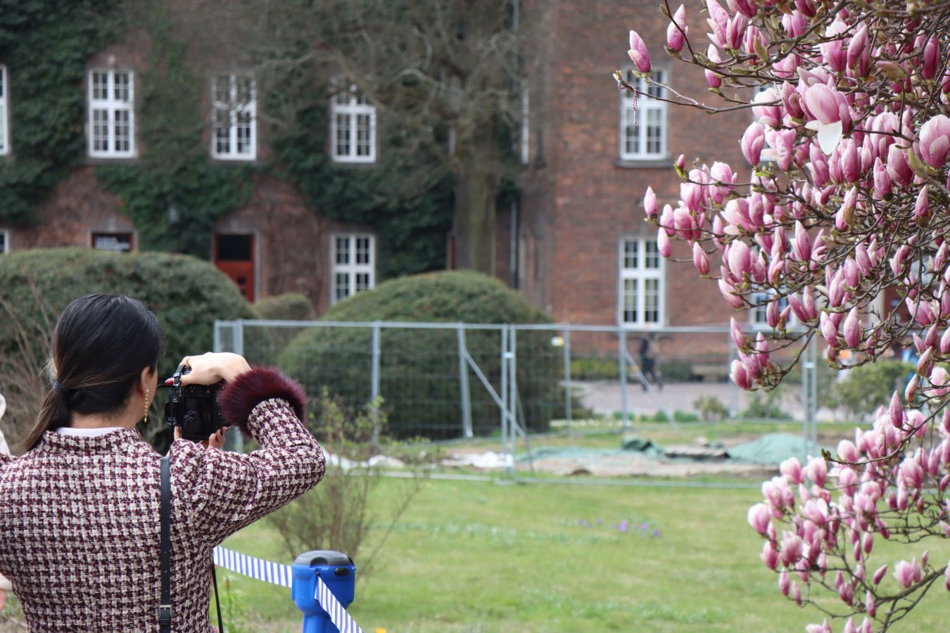 Na Wawelu znów robi się różowo. Magnolia zaczyna kwitnąć [ZDJĘCIA]