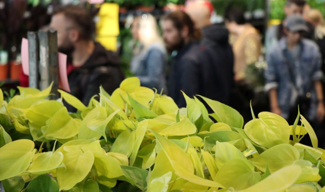 Festiwal Roślin w TAURON Arenie. Krakowianie znów ruszą po zielone okazy