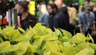 "Festiwal Roślin w Krakowie"