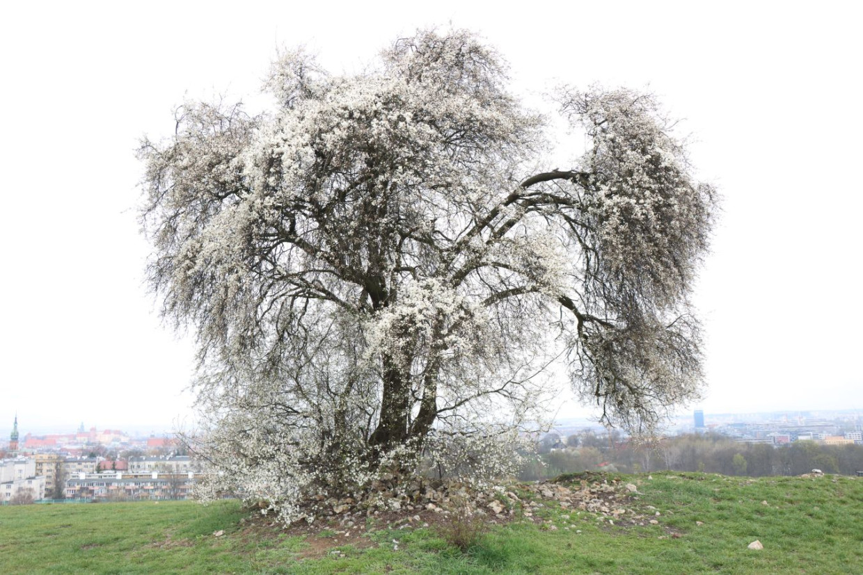 Śliwa na Kopcu Krakusa znów przyciąga uwagę. Zaczęło się kwitnienie [ZDJĘCIA]