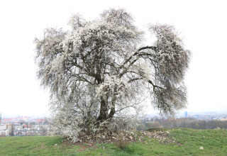 "Kwitnąca śliwa na Kopcu Krakusa"