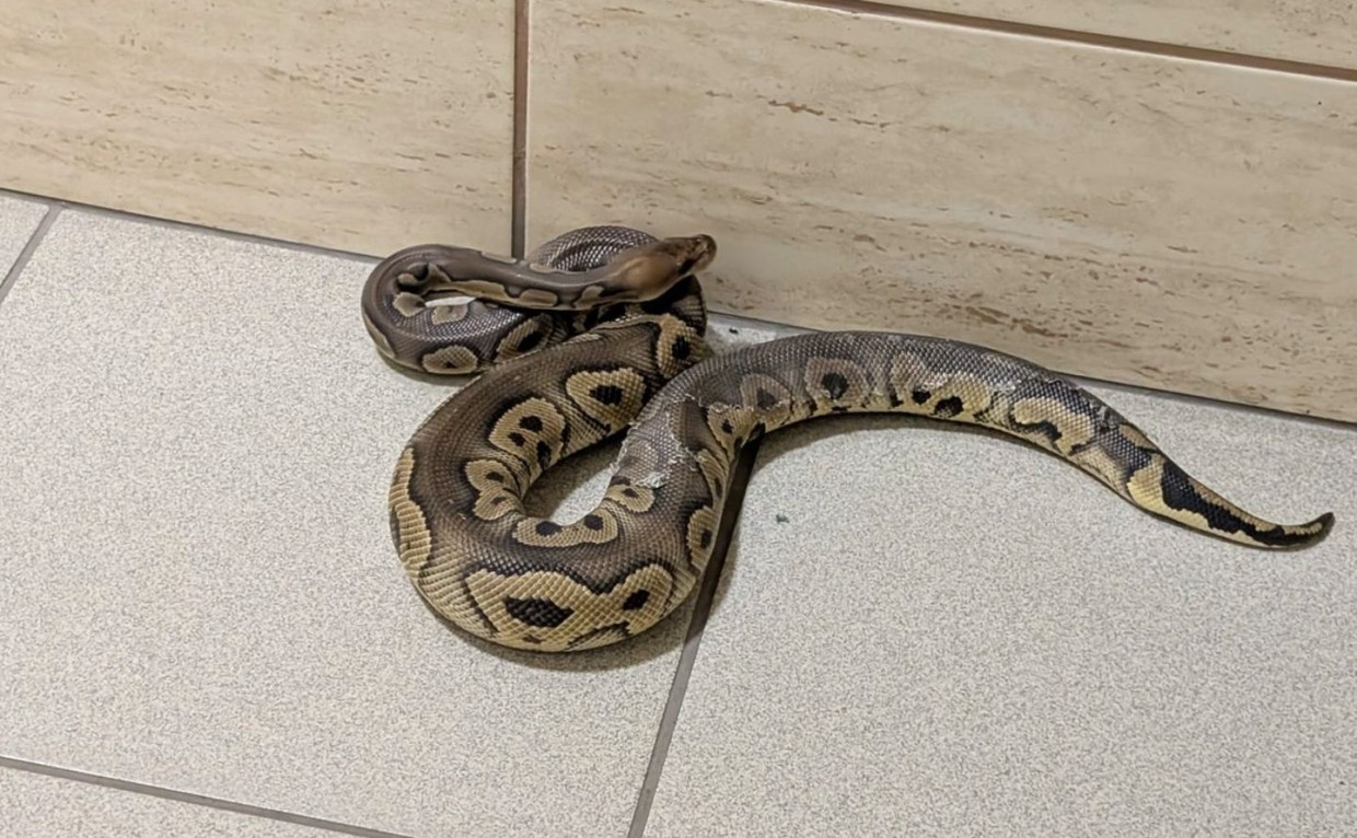 Prądnik Biały. Niecodzienna interwencja policji. Policja wkroczyła do mieszkania