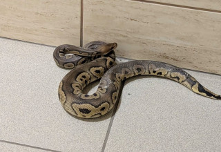 "wąż na klatce schodowej"