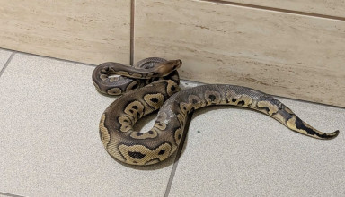 "wąż na klatce schodowej"