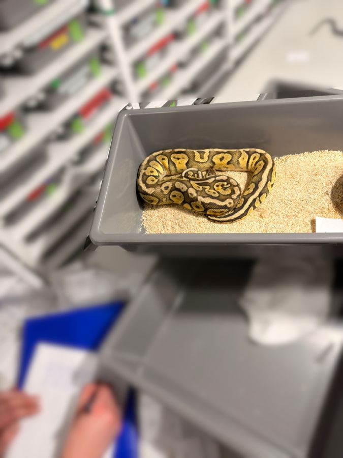 Prądnik Biały. Niecodzienna interwencja policji. Policja wkroczyła do mieszkania