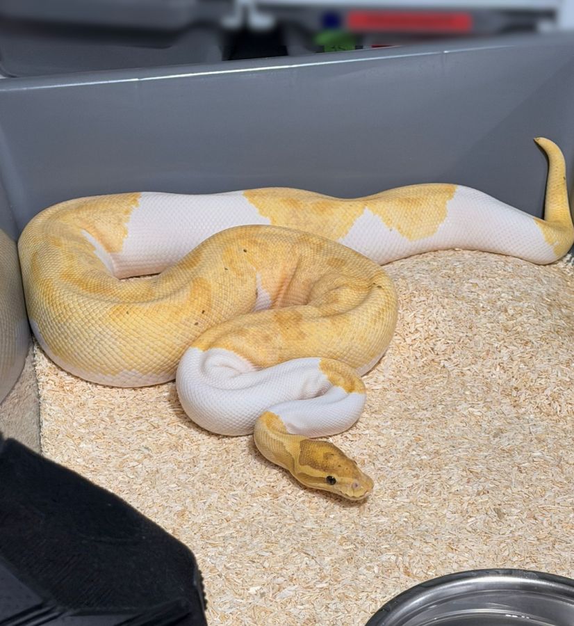 "węże zabezpieczone przez policję w Krakowie"