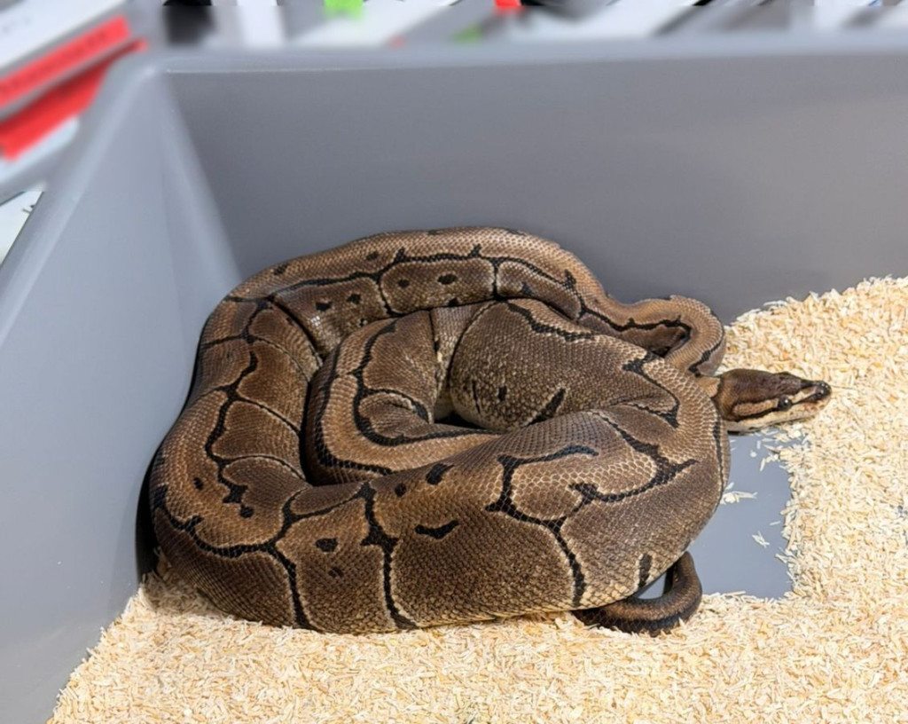 "węże zabezpieczone przez policję w Krakowie"