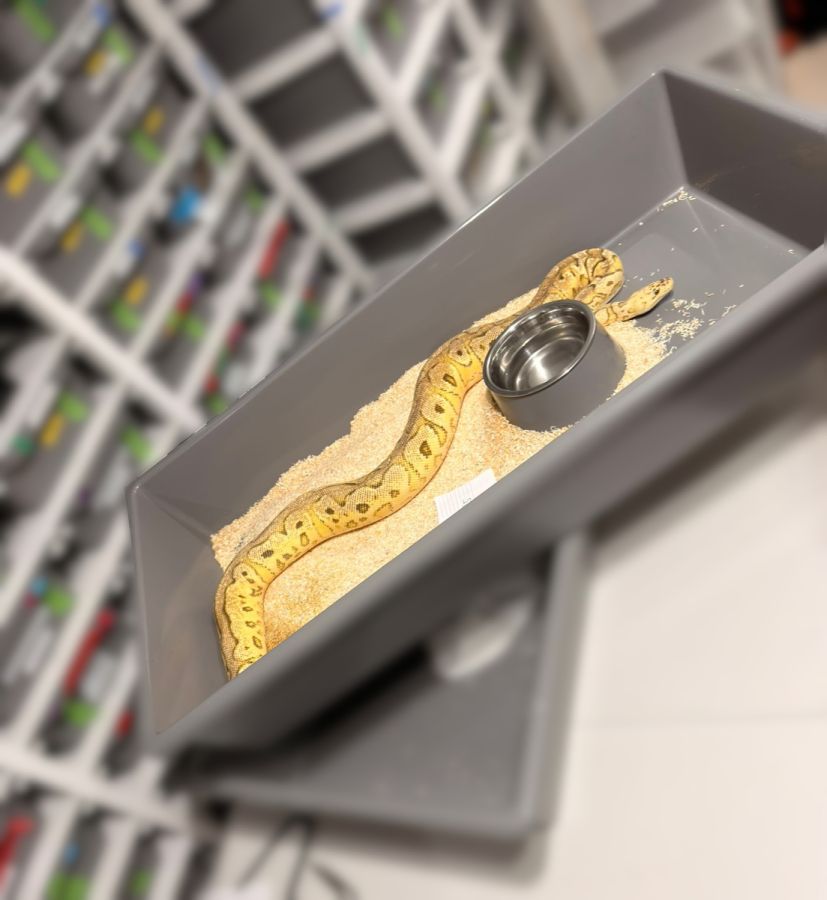 "węże zabezpieczone przez policję w Krakowie"