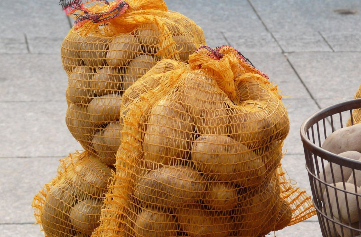 Akcja w Krakowie: ziemniaki za darmo dla mieszkańców. Do 10 kg na osobę