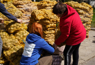 "Ziemniaki za darmo w Krakowie"