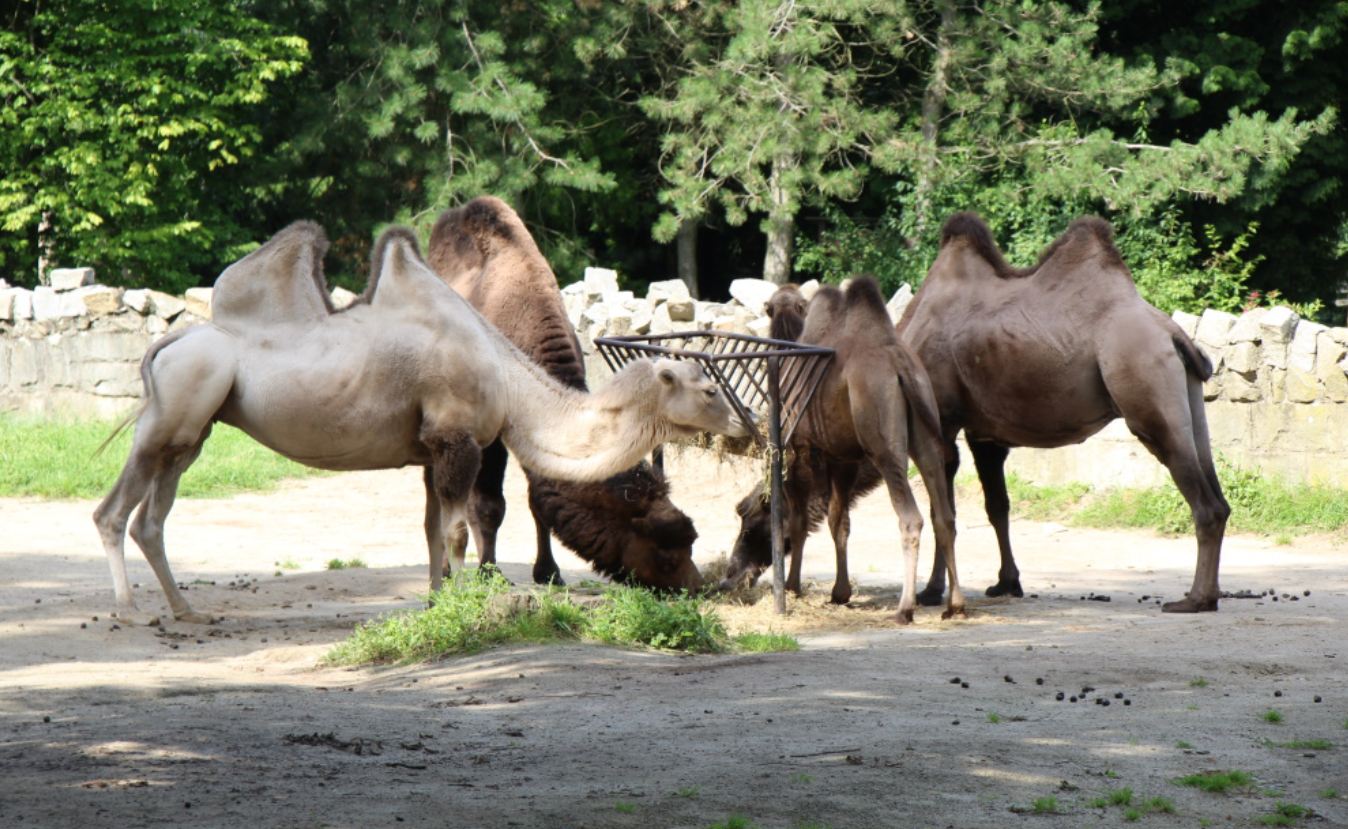 Duży sukces krakowskiego ZOO. To przełomowy krok