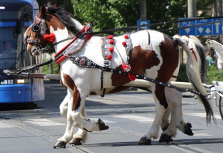 "Dorożka"
