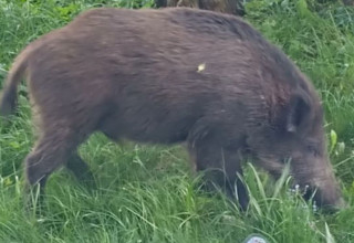 "Dziki w Krakowie"