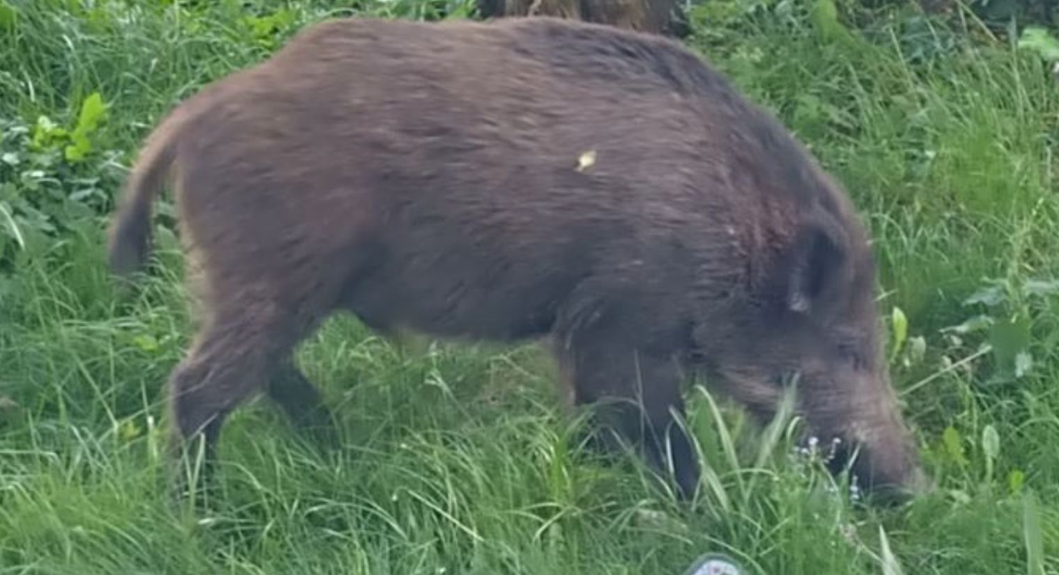 Dziki na osiedlu Podwawelskim w Krakowie. Mieszkańcy boją się o bezpieczeństwo