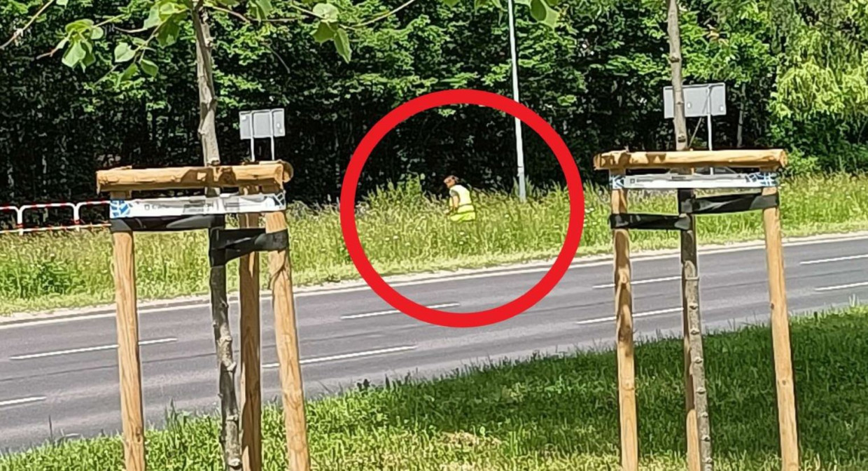 Miejska łąka ogołocona z kwiatów? ZZM opisał niecodzienną sytuację