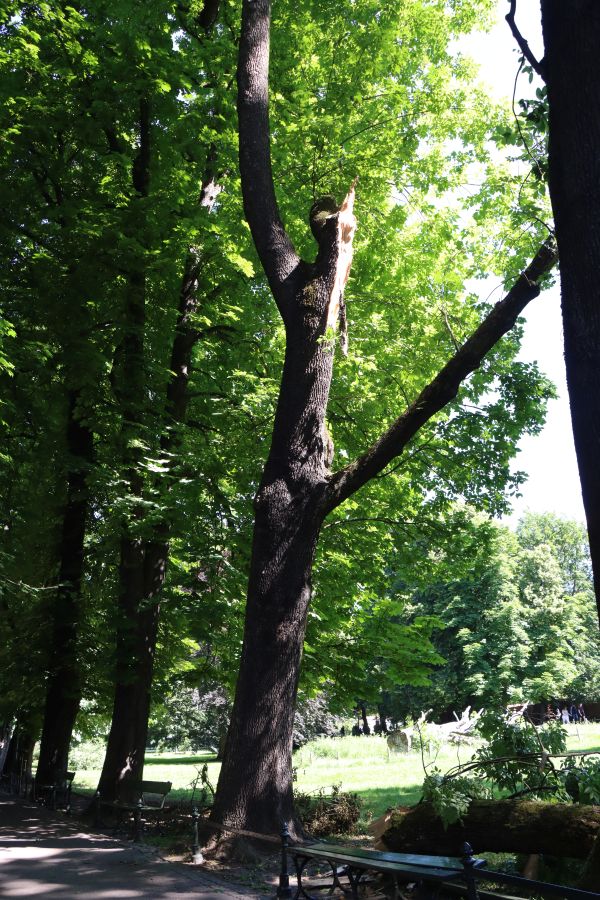 "Konar na Plantach, drzewo spało na ławkę i latarnię"