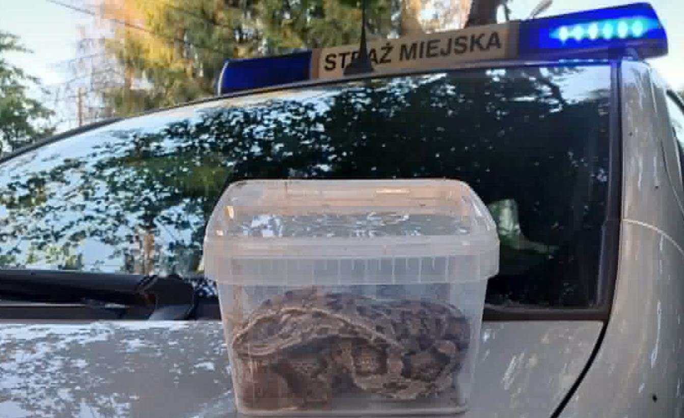 Alarm na posesji w Krakowie. Mieszkanka była przekonana, iż w ogrodzie jest żmija