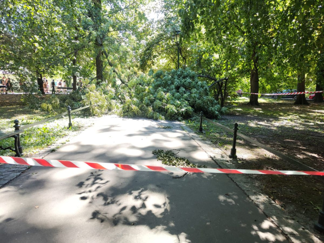 Konar runął na Plantach w Krakowie. Alejka została zablokowana [ZDJĘCIA]