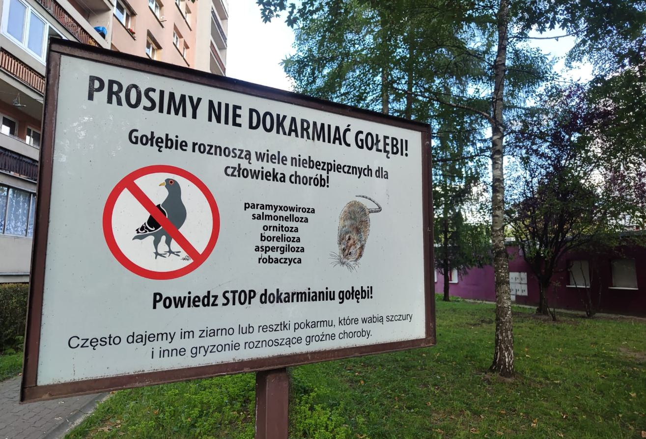 Kraków walczy ze szczurami