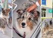 Dogoterapia w szpitalu Jana Pawła II