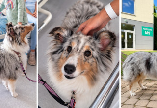 Dogoterapia w szpitalu Jana Pawła II
