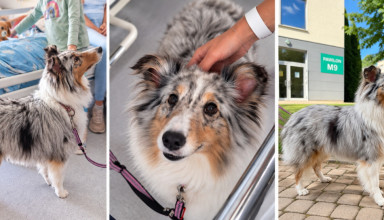 Dogoterapia w szpitalu Jana Pawła II