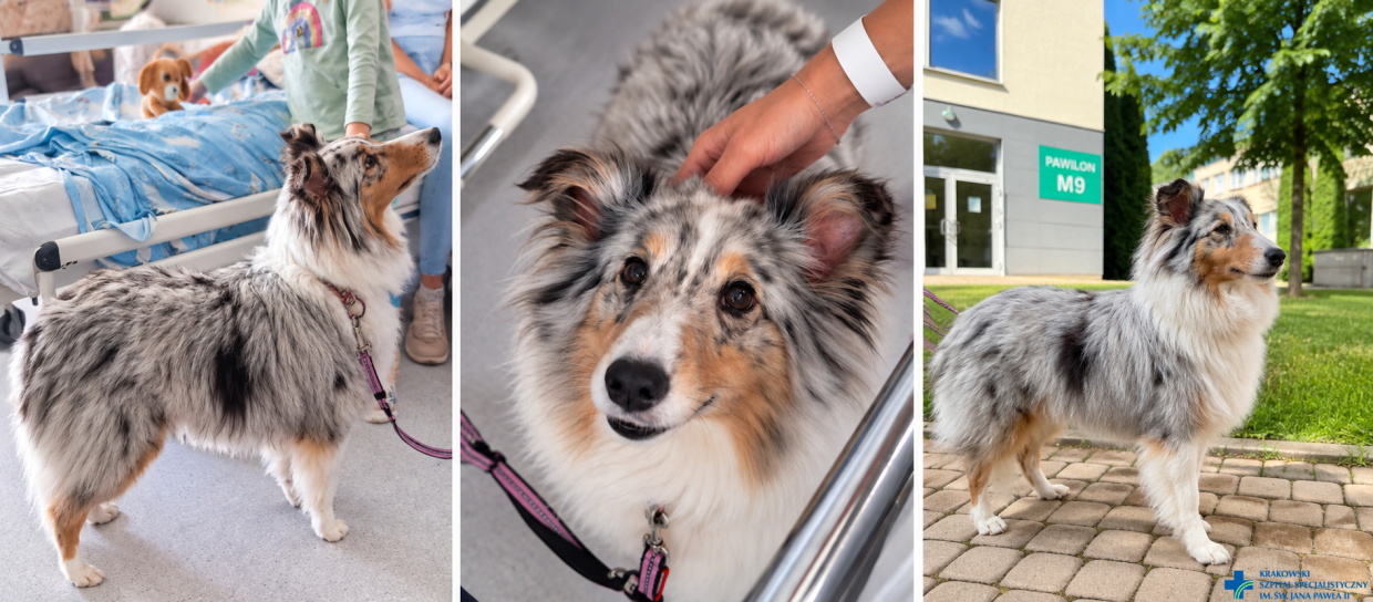 Ciri odwiedza małych pacjentów w krakowskim szpitalu. Dogoterapia ruszyła na stałe