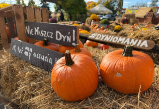 "Farma dyniowa Galeria Kazimierz"