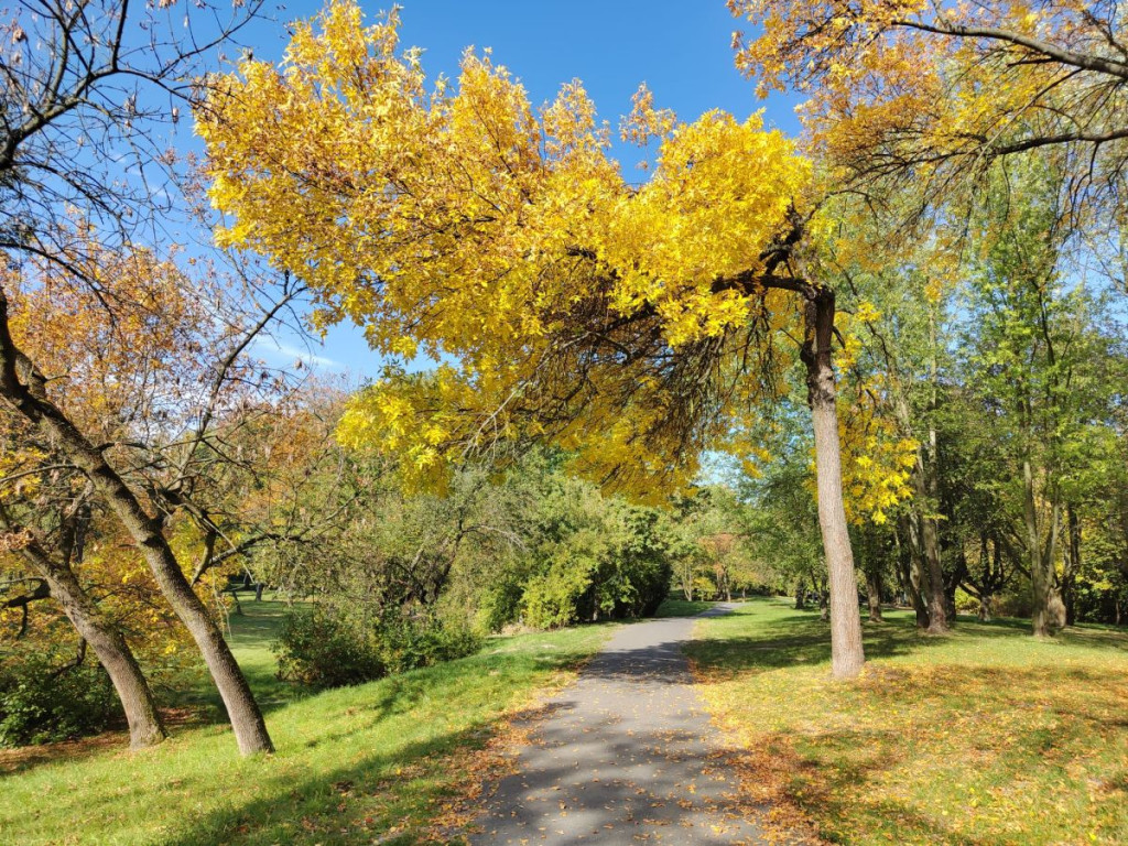 "Park lotników polskich"