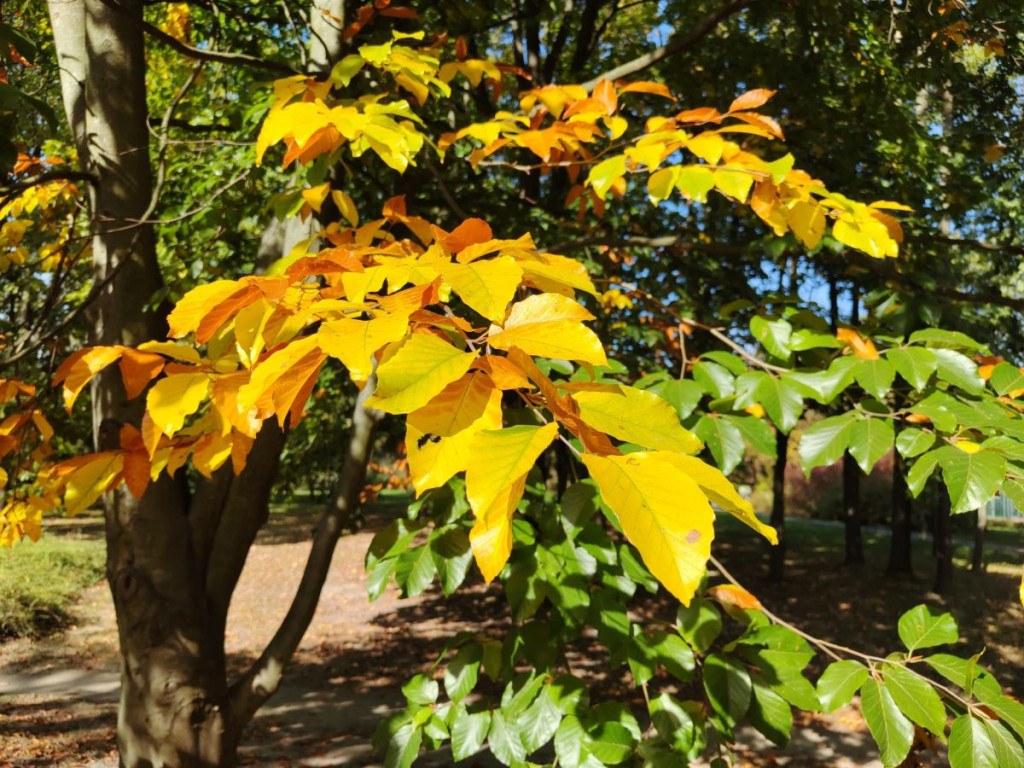 "Park lotników polskich"