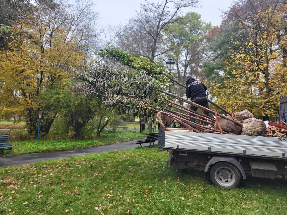 Kraków sadzi nowe drzewa. W tych parkach pojawią się dziesiątki nowych nasadzeń [ZDJĘCIA]